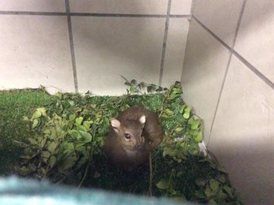 Blue duiker rescued from drowning