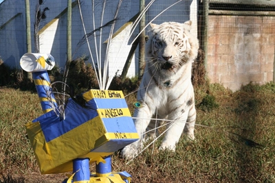 Jukani-tiere vier 5de verjaarsdag