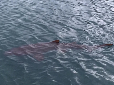 Thesen Island's shark 'goes viral'