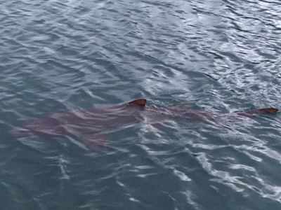 Thesen Island's shark 'goes viral'