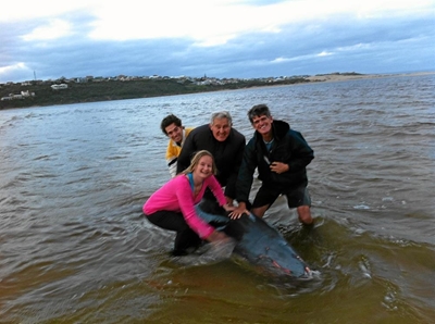 Another Pygmy sperm whale strands