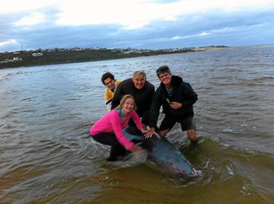 Another Pygmy sperm whale strands