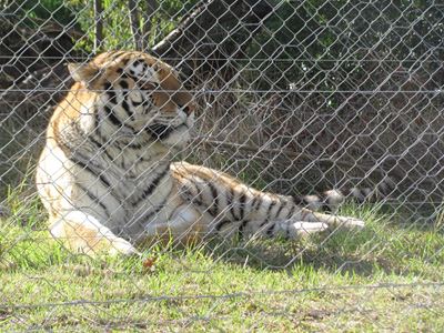 Big cats move to Crags