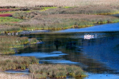 Flamingo among dead Langvlei birds