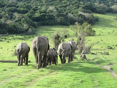 Elephant controversy amounts to nil