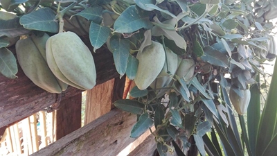 Plant het inwoner aan die raai