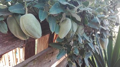 Plant het inwoner aan die raai