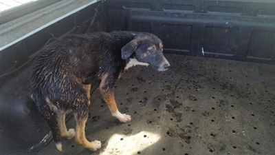 Siek honde gelos om te verdrink