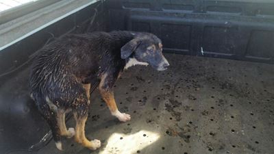 Siek honde gelos om te verdrink