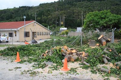 Wild fig felled