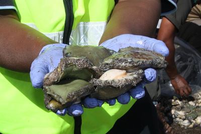 Police confiscate abalone, drugs