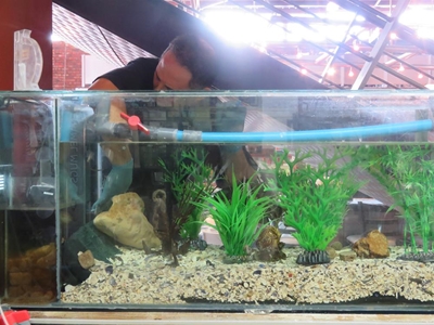 Update: 'They kidnapped my seahorses'