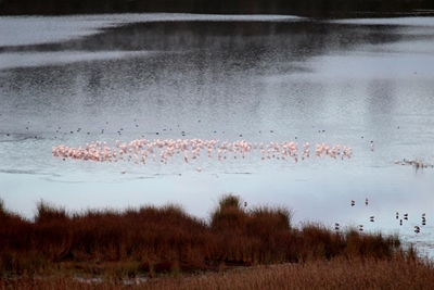 Flamingos return to Langvlei