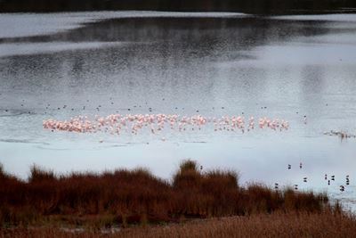 Flamingos return to Langvlei