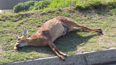Bokkie se dood ontstel Jongensfontein