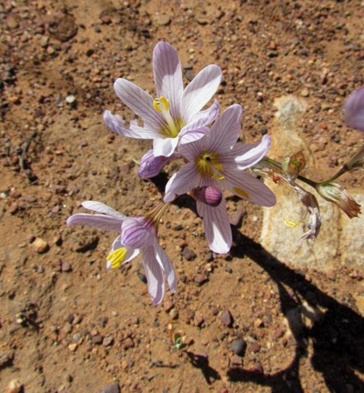 Local spring and summer bulbs