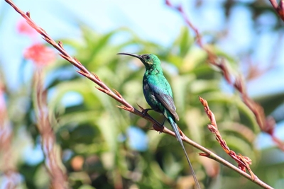 PetroSA Reserve a birders' paradise