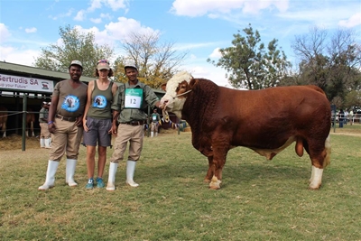 Local bull achieves top honours