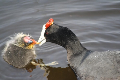 Cause of bird deaths unkown