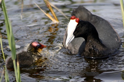 Possible cause of bird deaths