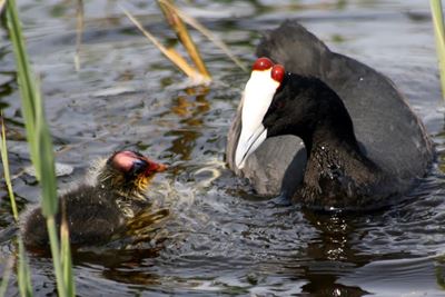 Possible cause of bird deaths