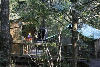Knysna Forest - home of giants and more