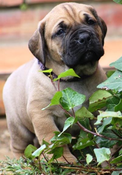 Boerboel Appraisal and Show
