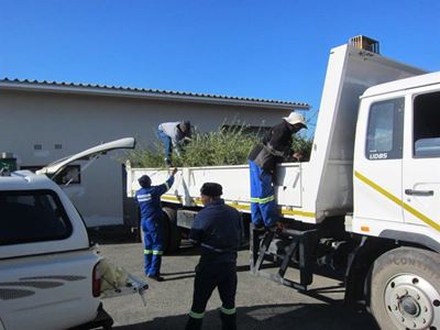Resident donates 3 000 trees