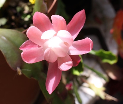 Local impresses with flowers