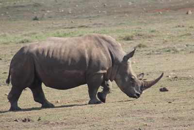 Paint a Pinky for Rhino Day