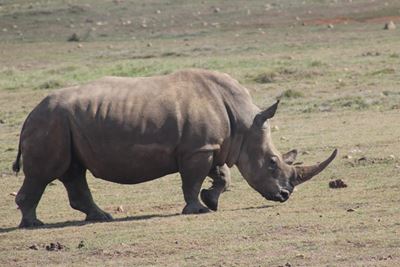 Paint a Pinky for Rhino Day