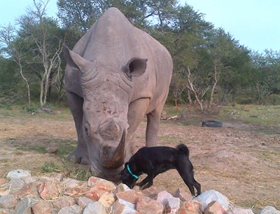 Update: Rhino could have lived