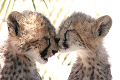 Taking care of the endangered cheetah