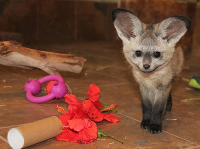 Twee jakkalsies vir Cango Wildlife Ranch