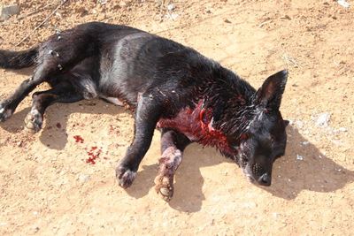 Hond erg beseer in aanval