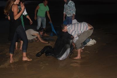 Beached Bryde's whale rescued