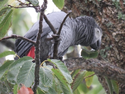 Wilderness parrot rescued in George