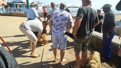Honde pak mekaar by die Punt