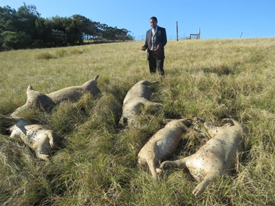 Farmer's pigs poisoned