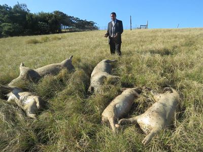Farmer's pigs poisoned