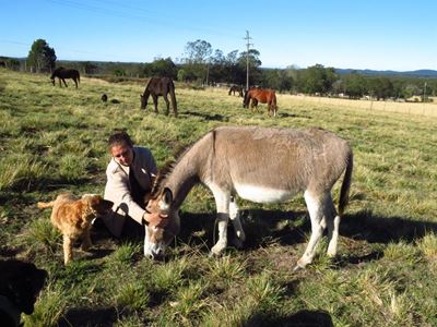 Stabbed donkey healthy and pregnant