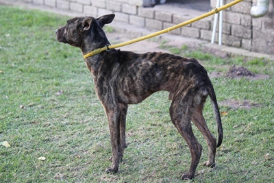 Dog rescued by the SPCA