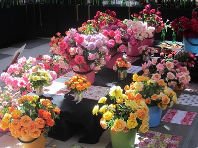 Rose show a blooming success