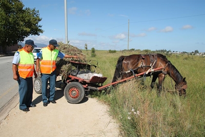 Rules of the road for a horse and cart