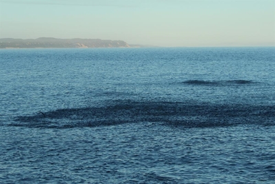Sardine run amazes Vic Bay residents