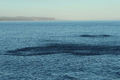 Sardine run amazes Vic Bay residents