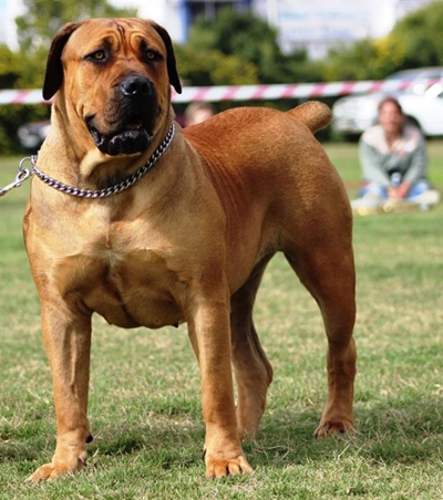 Boerboel Show and Appraisal a huge success