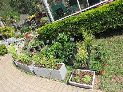 Advice for gardeners in a drought