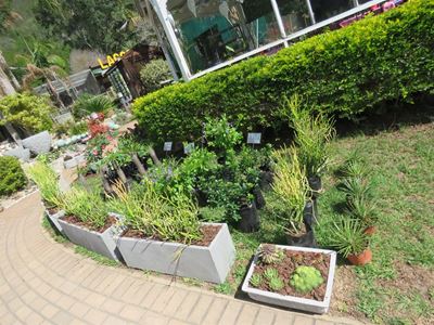 Advice for gardeners in a drought