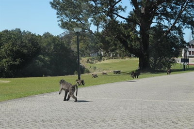 #FeesMustFall: NMMU remains closed